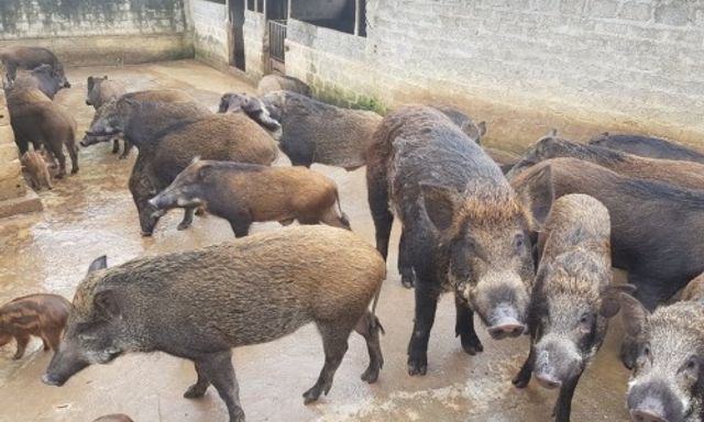 Ông chủ trại lợn rừng sạch Nghệ An chỉ cách chọn thịt lợn rừng chuẩn cho bữa cơm ngày Tết