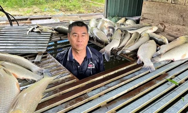 Cá chết hàng loạt trên sông Lam, lan nhanh từ Anh Sơn xuống Bạch Ngọc