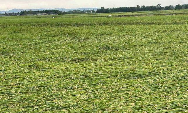 Nghệ An: Dông lốc làm gần 1.000 nhà hư hỏng, 8.000 ha lúa bị ảnh hưởng