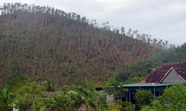 Nghệ An: Người dân thất thần nhìn vườn keo gãy trắng sau bão Bualoi