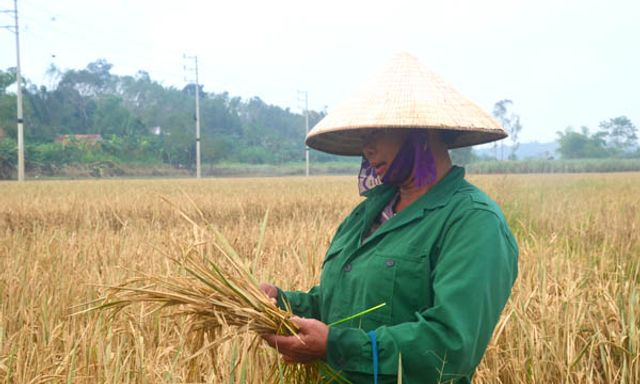 Nghệ An: Nước sông Con rút, người dân không mặn mà thu hoạch lúa bị ngập trong bùn đất