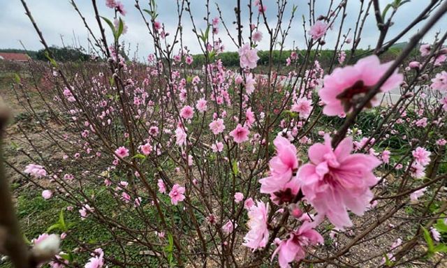 Vườn đào nở hoa sớm, người trồng lo cảnh 'mất Tết'