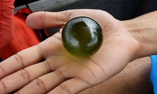 Mắt của Thủy thủ, sinh vật đơn bào khổng lồ kỳ lạ giữa đại dương