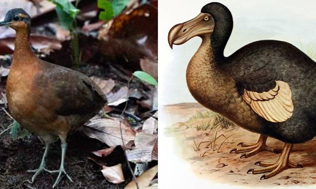 Phát hiện loài chim mới tại Amazon có tập tính 