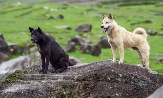 Các nhà khoa học tin rằng nếu con người biến mất, tất cả các loài chó trên hành tinh sẽ biến thành 