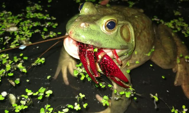 Cơn sốt 300.000 tấn ếch trâu tại Trung Quốc và ba loại 