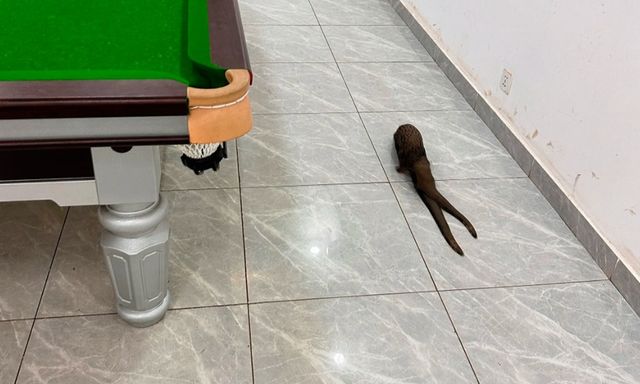 Sinh vật không đầu xuất hiện trong quán bi-a ở Congo khiến mạng xã hội Trung Quốc xôn xao