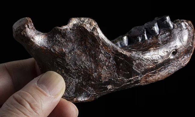 Bí ẩn 15 năm được giải mã chỉ sau một đêm? Cú đột phá từ cao răng giải mã bí ẩn 146.000 năm!