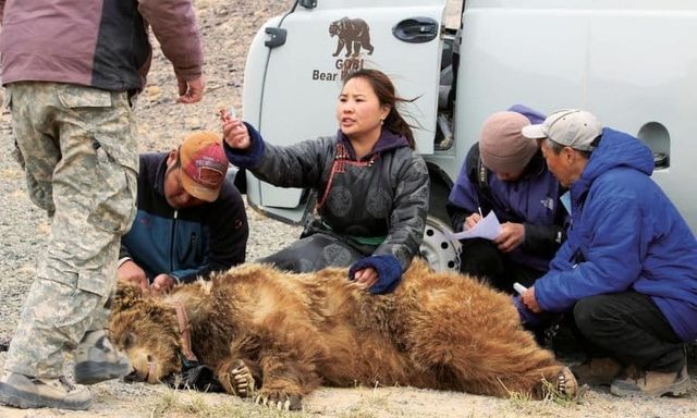 Hiếm hơn cả gấu trúc: 