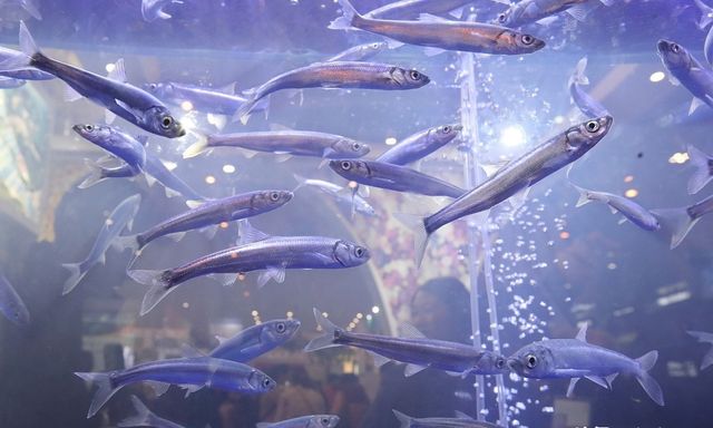 Bí ẩn về loài cá đã biến mất 21 năm nhưng lại được tìm thấy trong ao nước hôi thối sâu 40cm, tất cả là nhờ con người bỏ mặc?