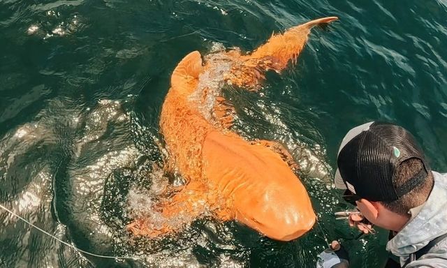 Cá mập vàng rực ngoài khơi Costa Rica khiến giới khoa học kinh ngạc về đột biến sắc tố hiếm gặp