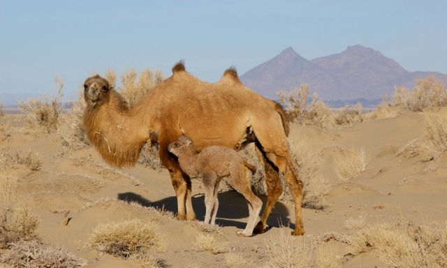Lạc đà hoang dã đã tiến hóa để uống nước muối mặn hơn nước biển, thách thức mọi giới hạn sinh học
