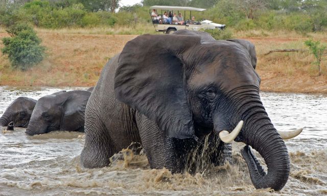 Bí ẩn về khả năng bơi lội của loài voi và câu chuyện về chú voi Rajan nổi tiếng tại quần đảo Andaman