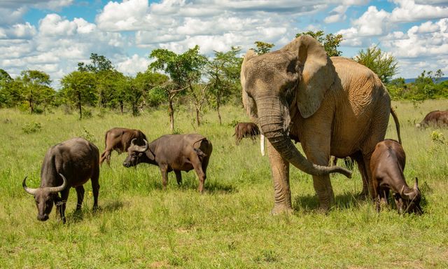 Con voi này tưởng mình là trâu, thậm chí trở thành thủ lĩnh đàn trâu và đã giết chết 14 con trâu đực đến thách đấu