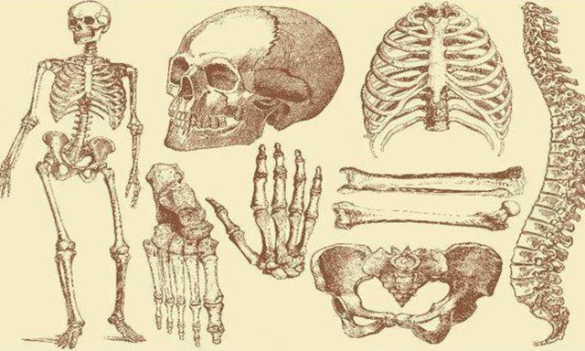 Con người sở hữu 206 khúc xương, nhưng người Trung Quốc lại chỉ có 204 khúc? Hai khúc xương bị thiếu đã đi đâu?