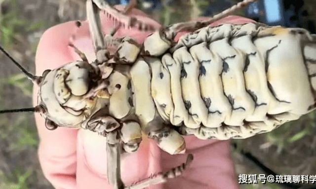 Phát hiện loài côn trùng lạ được ví như bình dầu sống khiến dân mạng tranh cãi nảy lửa!