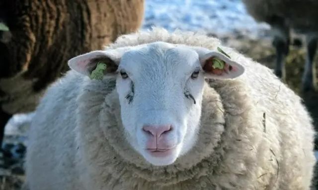 Giải mã bí ẩn đàn cừu đi vòng tròn liên tục hơn mười ngày không nghỉ