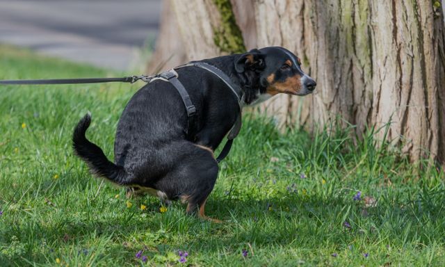 Vì sao bò dê vừa đi vừa thải còn chó mèo phải ngồi đúng tư thế khi đi vệ sinh?