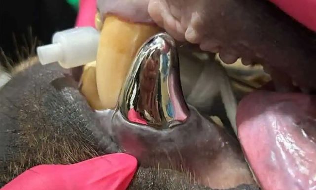 Đây là chú gấu sở hữu chiếc răng bằng titan lớn nhất thế giới