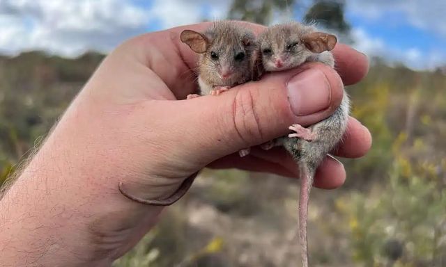 Phát hiện chấn động về loài thú có túi tí hon nhất thế giới: Sự tái xuất đầy bất ngờ sau hai thập kỷ ẩn mình tại Nam Úc