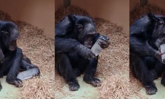 Nghiên cứu về loài tinh tinh tại Tây Ban Nha hé lộ niềm đam mê chung đối với các tinh thể giữa linh trưởng và người