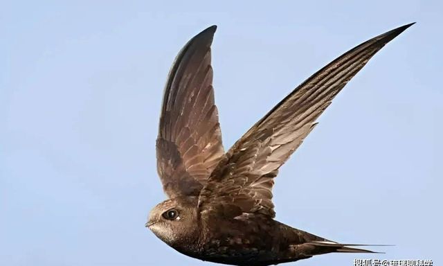 Bí ẩn loài chim bay suốt mười tháng không hạ cánh: Ăn ngủ trên trời nhưng vẫn sinh con bình thường