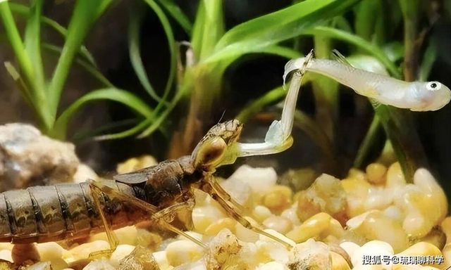 Ấu trùng chuồn chuồn ăn 3.000 con muỗi mỗi năm nhưng lại trở thành món ăn khoái khẩu của con người