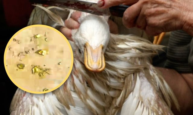 Mổ vịt phát hiện vàng thật trong dạ dày: Câu chuyện lạ ở Trung Quốc gây bão mạng xã hội