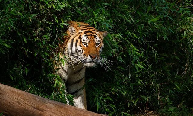 Vì sao động vật có vú hiếm khi sặc sỡ như chim cá và bò sát?