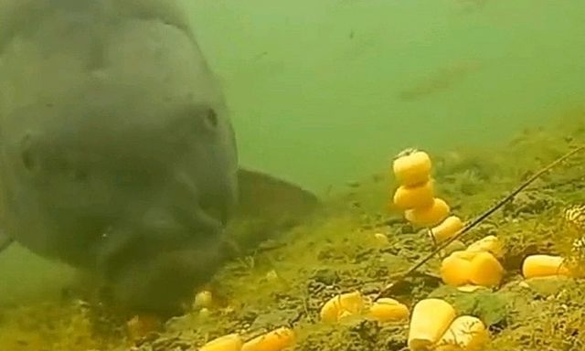 Cá chưa bao giờ lên bờ, làm sao chúng biết hạt ngô có thể ăn được?