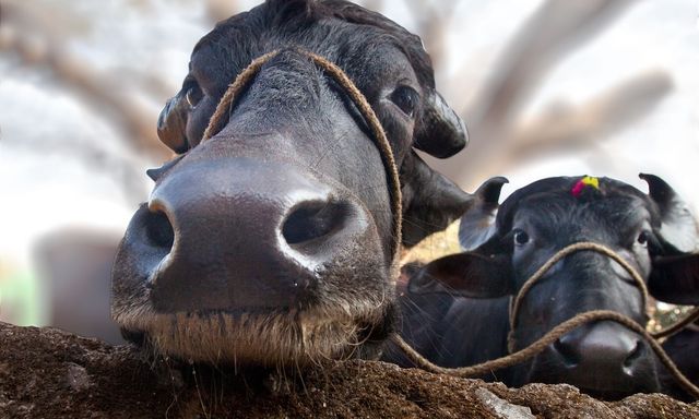 Vì sao trâu và bò có ngoại hình rất giống nhau nhưng gần như không thể lai tạo với nhau?