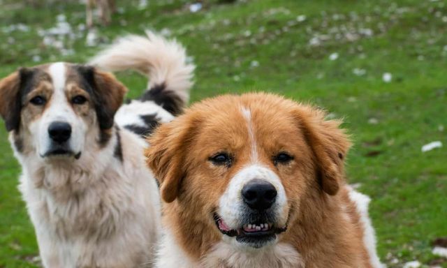 Phát hiện DNA chó cổ nhất lịch sử: Hé lộ mối quan hệ 16.000 năm giữa con người và loài chó