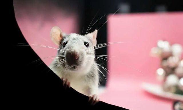 Giấc mơ nhân bản vô tận đã sụp đổ sau thí nghiệm hai mươi năm trên hàng ngàn con chuột