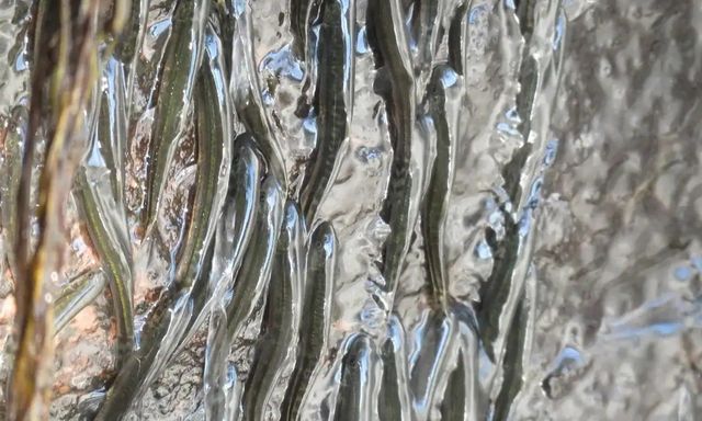 Bí ẩn phi thường về loài cá bé nhỏ có thể chinh phục vách thác thẳng đứng tại lưu vực sông Congo