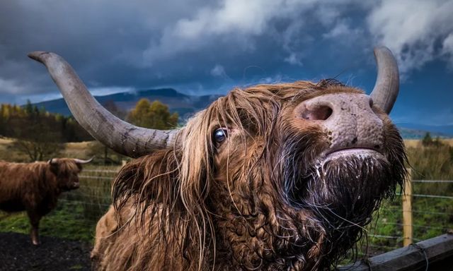 Giải mã bí ẩn nguyên do loài bò chỉ ăn cỏ nhưng vẫn phát triển hàng trăm cân thịt cơ bắp
