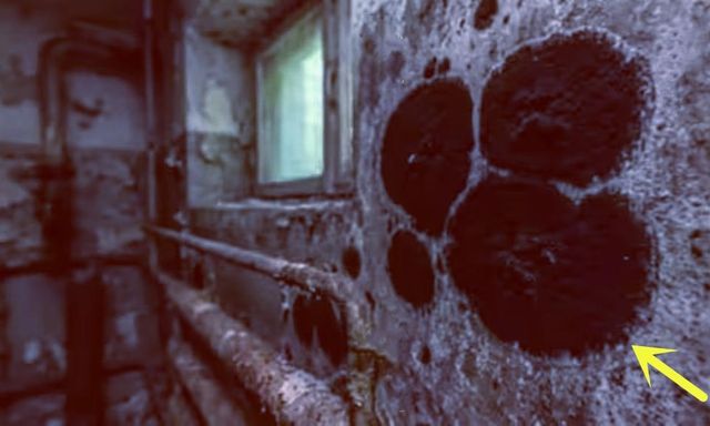 Một sinh vật đột biến đã được phát hiện ở Chernobyl, sở hữu những khả năng đặc biệt, bao gồm khả năng ăn bức xạ hạt nhân