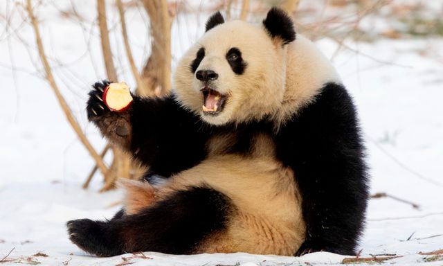 Cú lừa thế kỷ về khả năng sinh sản của gấu trúc: Tỷ lệ thành công 95% trong hoang dã nhưng lại bị con người ép tuyệt tự?