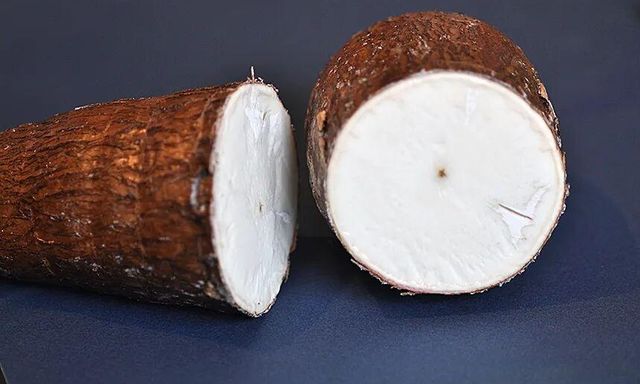 Bí ẩn về loài cây mang kịch độc chết người nhưng lại là nguồn lương thực nuôi sống hàng trăm triệu sinh mệnh