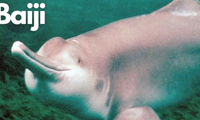 22 năm giam cầm và chết trong bể kính: Bí mật đen tối dưới làn nước đục ngầu của dòng Dương Tử