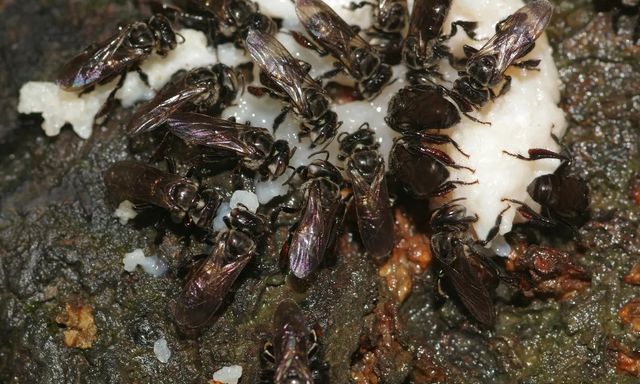 Loài ong ăn thịt thối nhưng vẫn tạo ra mật ngọt, bí ẩn tiến hóa khiến giới khoa học kinh ngạc 