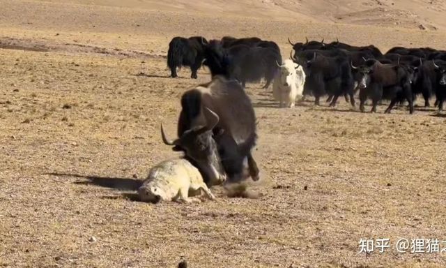 Cảnh tượng hiếm gặp giữa cao nguyên Tây Tạng: Sói hoang giả chết giữa vòng vây bò Tây Tạng gây tranh cãi dữ dội