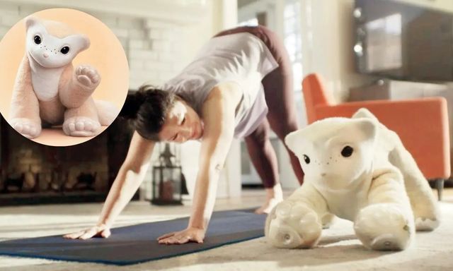 “Cha đẻ robot hút bụi” quay lại khởi nghiệp: Tạo ra một “thú cưng cyber” hiểu cảm xúc con người