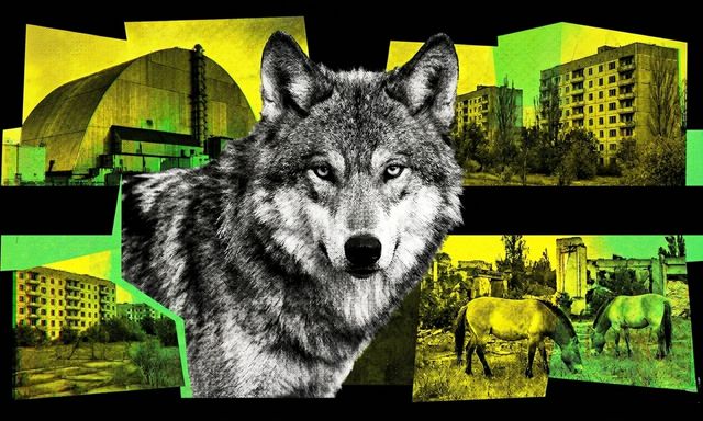 Sói đột biến gen, ngựa tuyệt chủng hồi sinh, loài chó trải qua 20 thế hệ vẫn sống: Chernobyl đang làm điều không ai dám nghĩ đến sau 40 năm