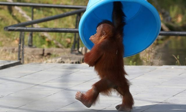 Bí mật 25 triệu năm hé lộ cái giá tiến hóa ít ai ngờ tới của con người