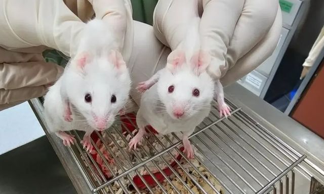 Đảo lộn thuyết tiến hóa: Chèn gen sinh vật đơn bào tỷ năm tuổi, chuột biến đổi kinh ngạc