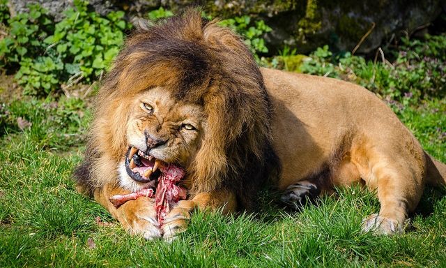 Vì sao động vật sau khi săn mồi lại ưu tiên ăn nội tạng trước?