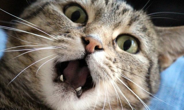 Một phần ba dân số thế giới có thể nhiễm ký sinh trùng từ mèo và sự thật đáng kinh ngạc