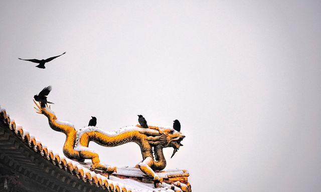 Vì sao khu vực quanh Cố Cung Bắc Kinh, Trung Quốc lại có nhiều quạ đến vậy?