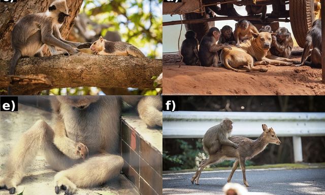 Giải mã hiện tượng khỉ cưỡi hươu, nhận nuôi khác loài: Sự thấu cảm tiến hóa hay trò đùa nguy hiểm của tự nhiên?