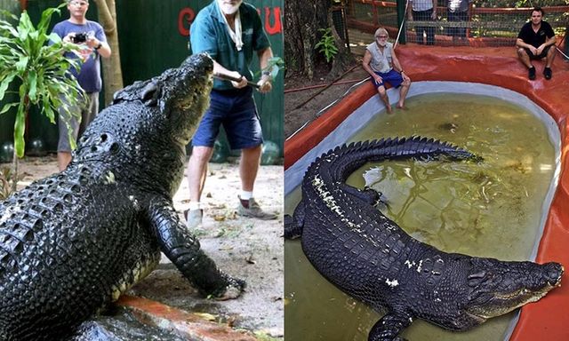 Giải mã bí ẩn 200 triệu năm: vì sao cá sấu, được mệnh danh là sát thủ đầm lại ngừng tiến hóa?